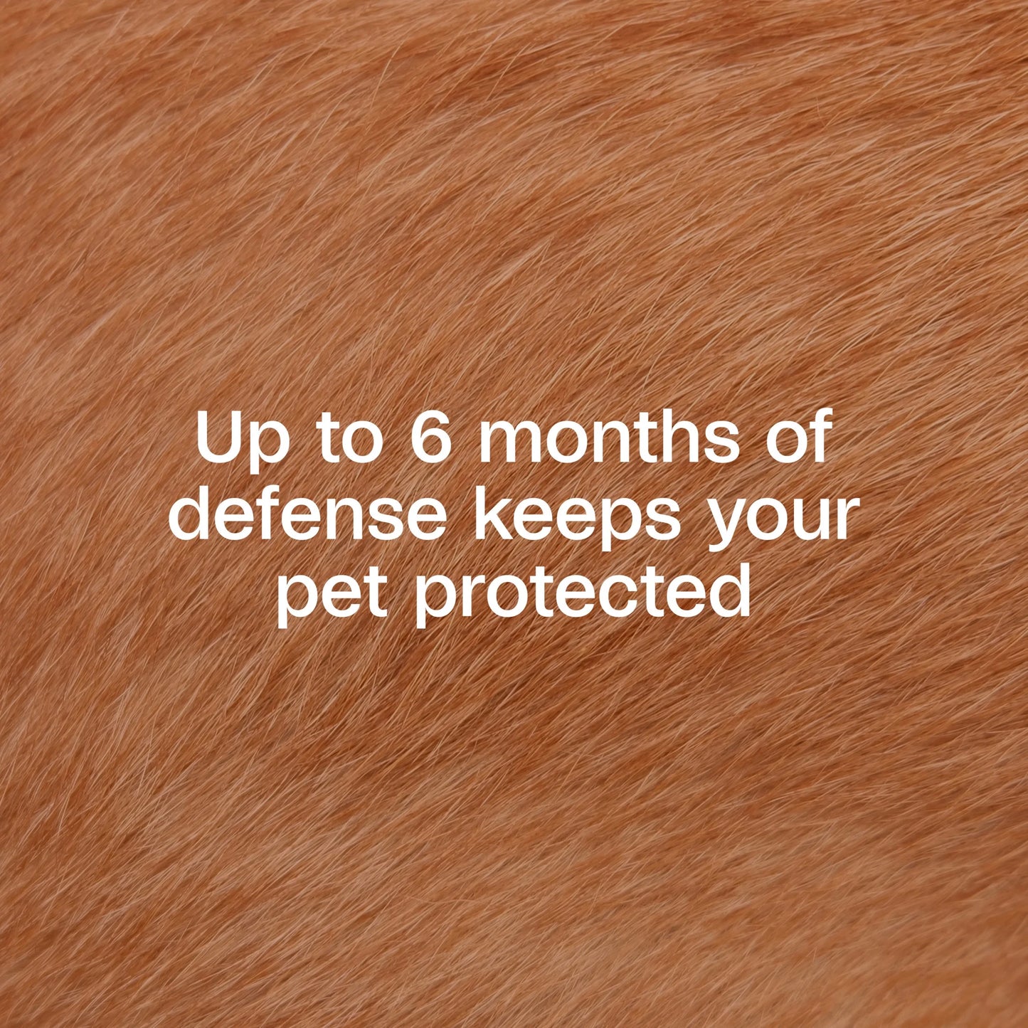 Flea & Tick Collar plus for Dogs & Puppies, 2 Pack, 12 Month Protection, Adjustable One Size, Kills Fleas, Ticks & Repels Mosquitoes, excluding California